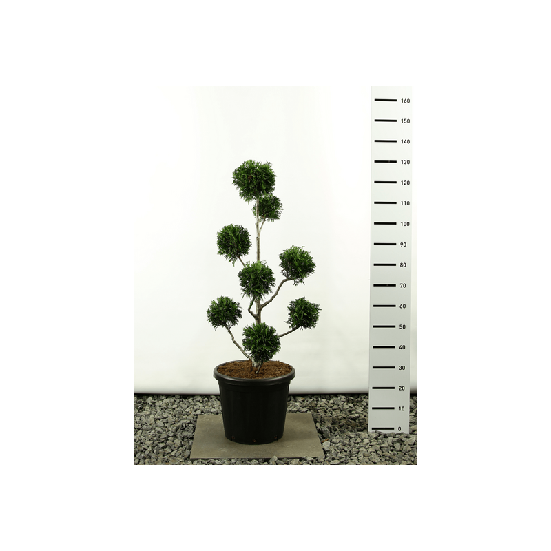 Plantes et arbustes fleuris - thuja plicata martin ponpon - hauteur totale 100-125 cm - pot ø 36 cm