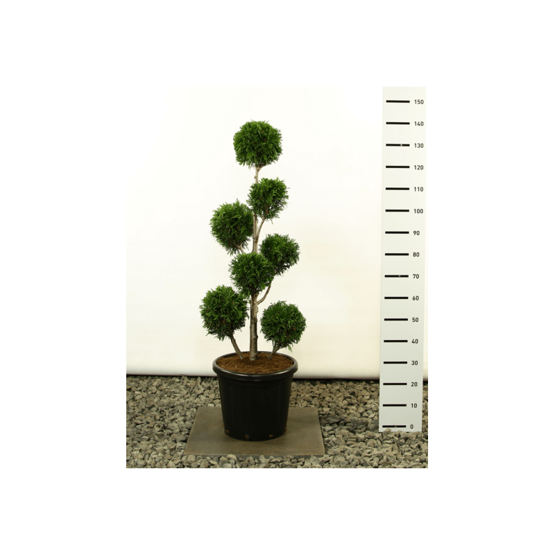 Plantes et arbustes fleuris - thuja plicata martin multibol - hauteur totale 125-150 cm - pot ø 36 cm