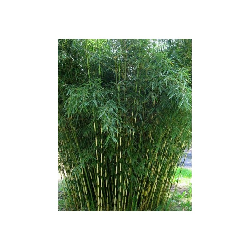 Plantes d'extérieur - fargesia robusta campbell - hauteur totale 80+ cm - pot 5 ltr
