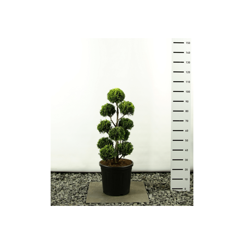 Plantes et arbustes fleuris - chamaecyparis lawsonia stardust multibol - hauteur totale 100-125 cm - pot 20 ltr
