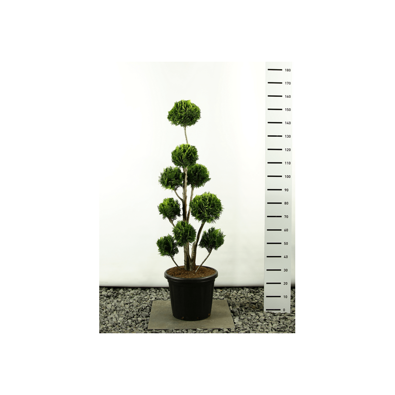 Plantes et arbustes fleuris - chamaecyparis lawsonia stardust multibol - hauteur totale 150-170 cm - pot 20 ltr