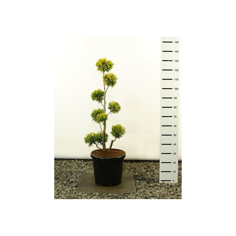 Plantes et arbustes fleuris - thuja occidentalis yellow ribbon multibol - hauteur totale 80-100 cm - pot 18 ltr
