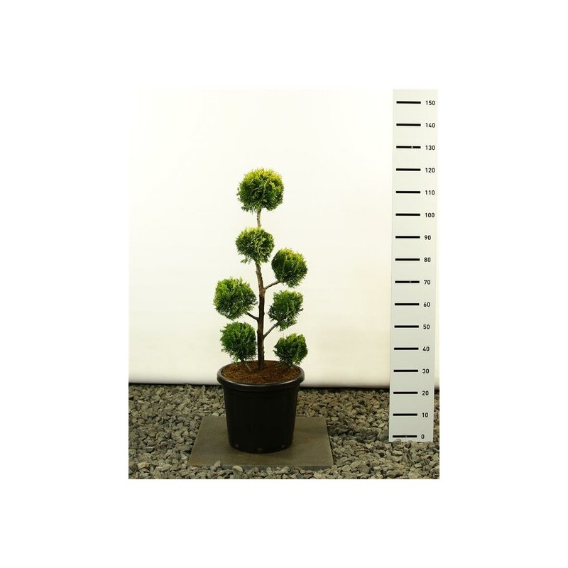 Plantes et arbustes fleuris - chamaecyparis lawsoniana ivonne multibol - hauteur totale 100-125 cm - pot 20 ltr