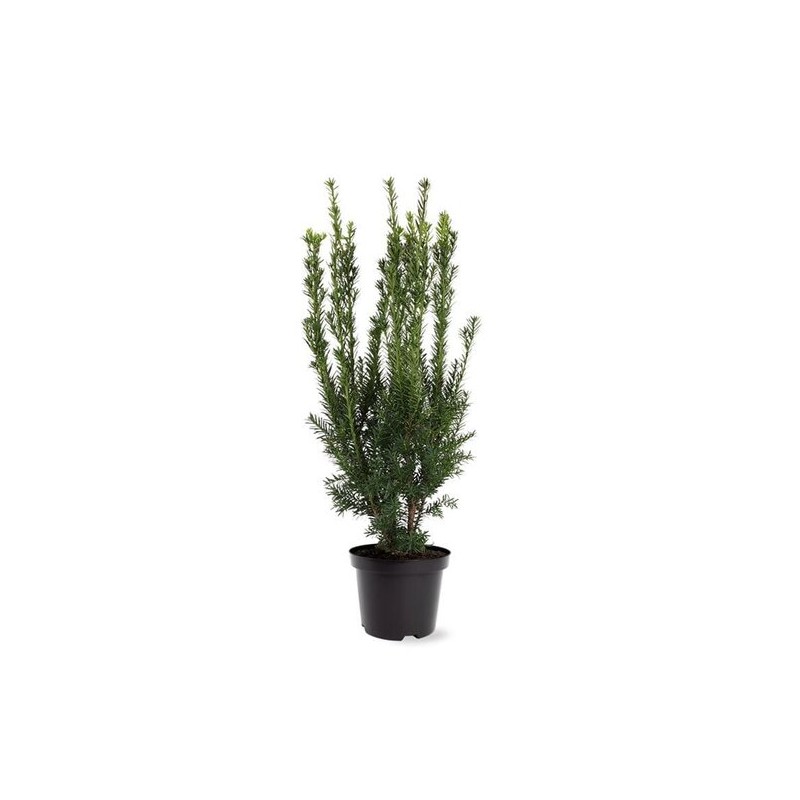Plantes et arbustes à feuillages décoratifs - taxus media hillii - hauteur totale 50-60 cm - pot ø 19 cm