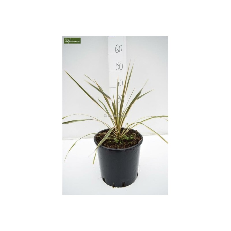 Plantes d'intérieur - cordyline australis torbay dazzler - hauteur totale 60-80 cm - pot ø 22 cm