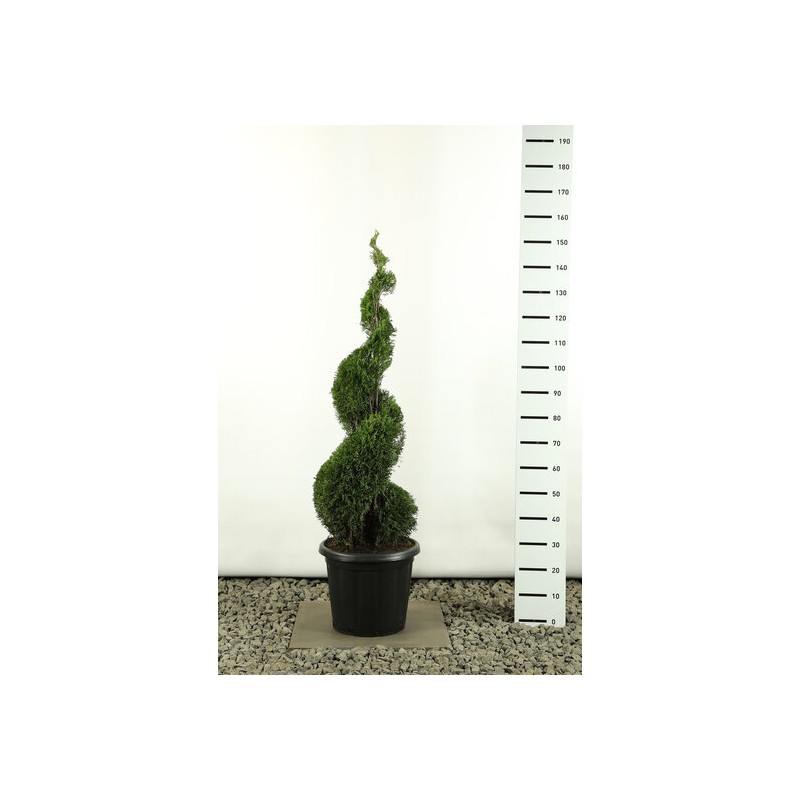 Plantes et arbustes fleuris - thuja occidentalis smaragd spirale - hauteur totale 125-150 cm - pot 20 ltr