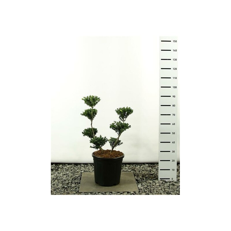 Plantes et arbustes fleuris - ilex crenata green hedge multiplateau - hauteur totale 80-100 cm - pot 20 ltr