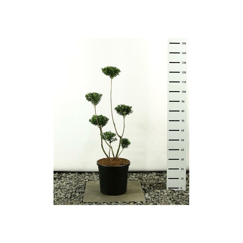 Plantes et arbustes fleuris - ilex maximowicziana kanehirae multiplateau - hauteur totale 100-125 cm - pot 20 ltr