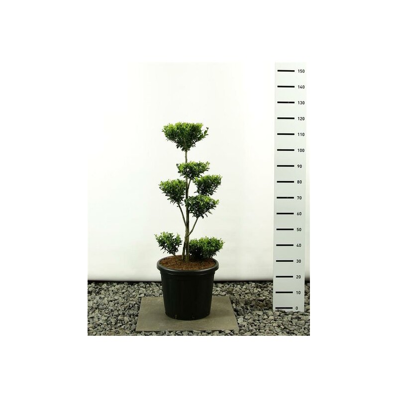 Plantes et arbustes fleuris - ilex maximowicziana kanehirae multiplateau extra - hauteur totale 100-125 cm - pot 20 ltr