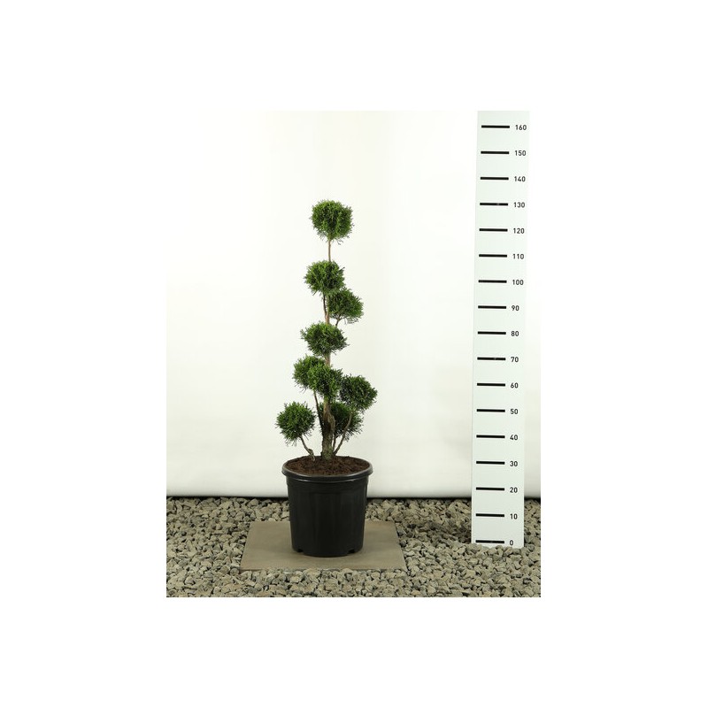 Plantes et arbustes fleuris - thuja occidentalis golden smaragd multibol - hauteur totale 80-100 cm