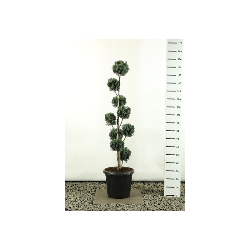 Plantes et arbustes fleuris - chamaecyparis lawsoniana columnaris multiball hauteur totale 150-170 cm