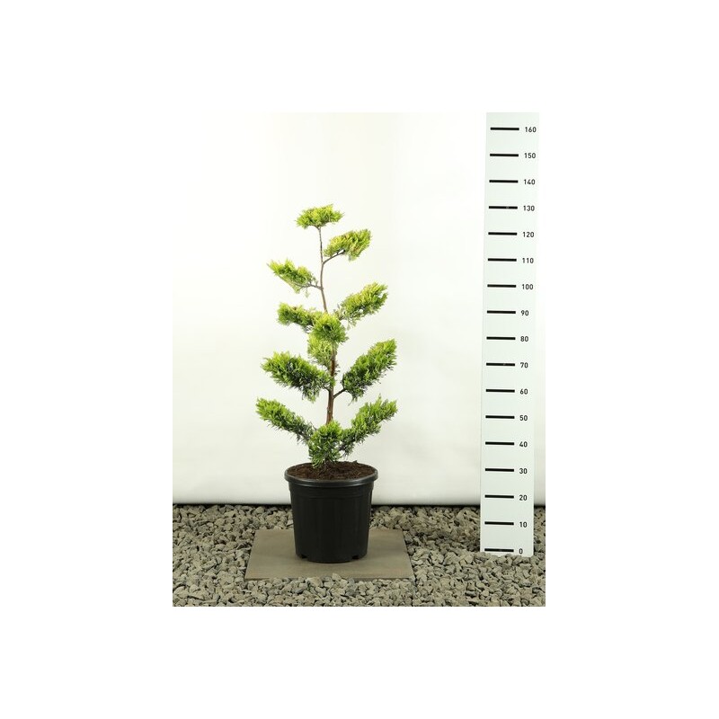 Plantes et arbustes fleuris - cupressocyparis leylandii gold rider multiplateau - hauteur totale 100-125 cm - pot 20 ltr