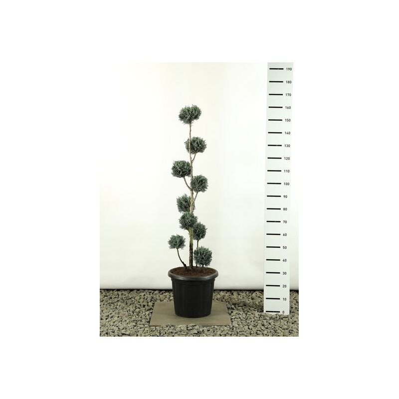 Plantes et arbustes fleuris - chamaecyparis lawsoniana van pelts blue multibol - hauteur totale 150-170 cm