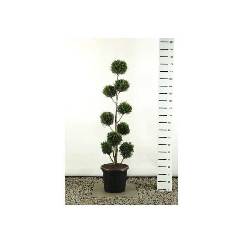 Plantes et arbustes fleuris - cupressocyparis leylandii 2001 multibol - hauteur totale 150-170 cm - pot 20 ltr