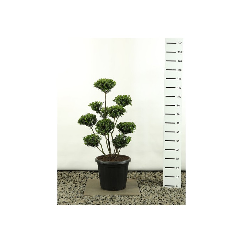 Plantes d'extérieur - ilex crenata green hedge multiplateau extra - hauteur totale 80-100 cm - potø 20 cm