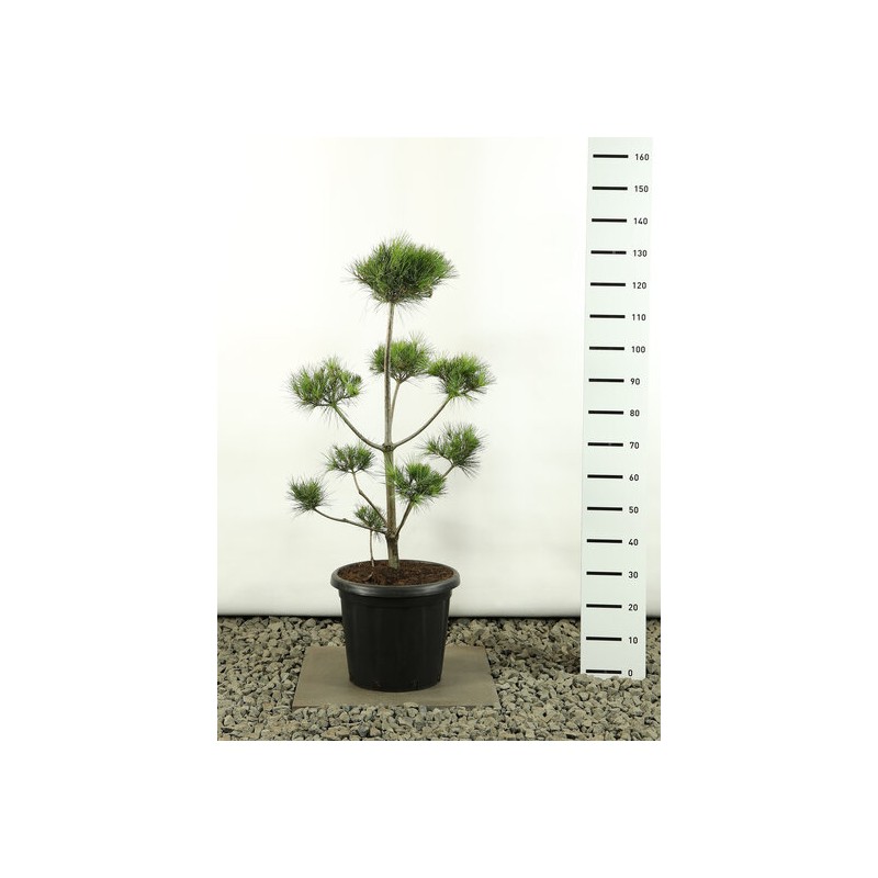 Plantes d'extérieur - pinus strobus multiplateau - hauteur totale 100-125 cm - pot 20 ltr