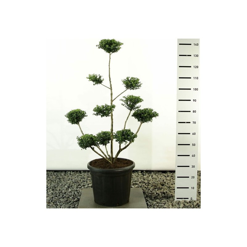Plantes d'extérieur - ilex crenata convexa multiplateau extra - hauteur totale 100-125 cm - pot 20 ltr