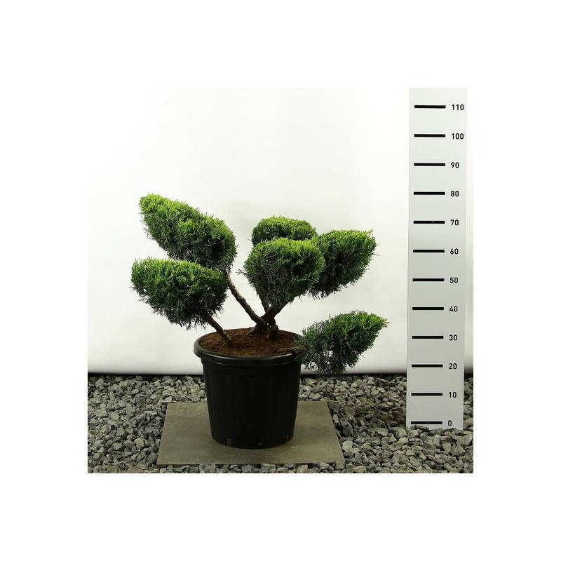 Plantes et arbustes fleuris - juniperus media old gold multiplateau extra - hauteur totale 100-125 cm - pot 20 ltr