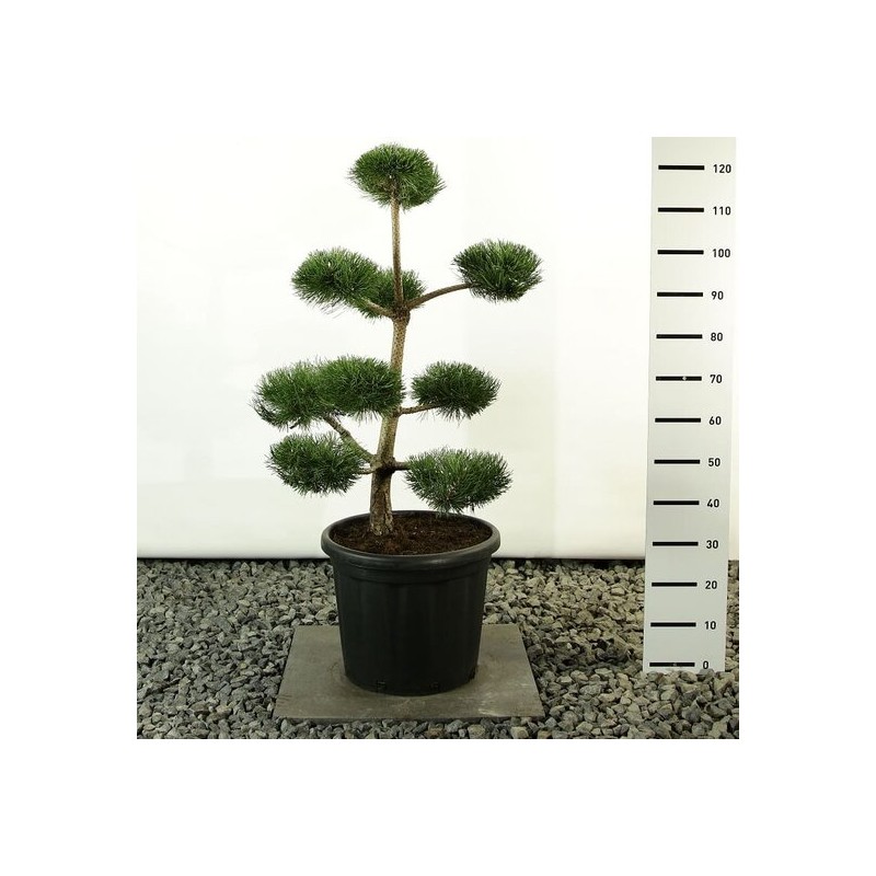 Plantes d'extérieur - pinus nigra var. nigra multiplateau extra - hauteur totale 100-125 cm - pot 20 ltr