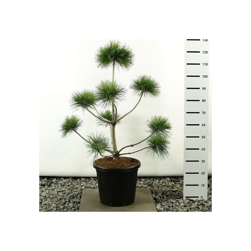 Plantes d'extérieur - pinus sylvestris multiplateau extra - hauteur totale 100-125 cm - pot 20 ltr