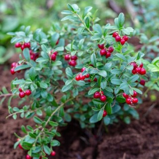 Vaccinium vitis-idea Koralle - pot Ø 11 cm
