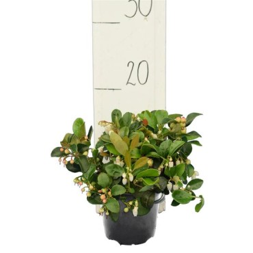 Vaccinium vitis-idea Koralle - pot Ø 11 cm