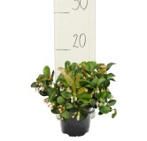 Vaccinium vitis-idea Koralle - pot Ø 11 cm