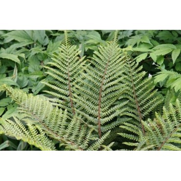 Polystichum polyblepharum - pot 0.7 ltr