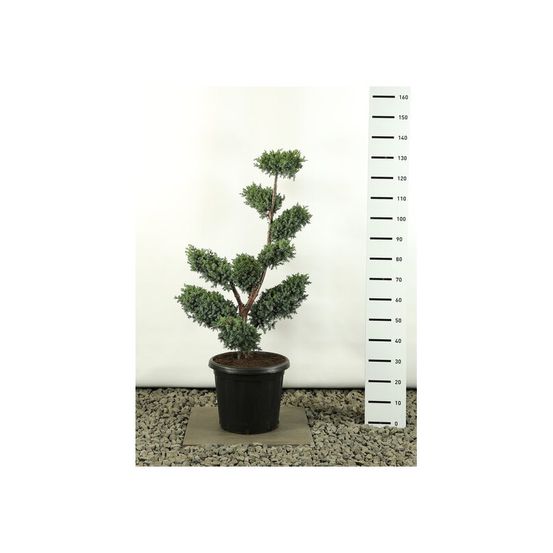 Plantes et arbustes à feuillages décoratifs - juniperus chinensis blue alps multiplateau - hauteur totale 80-100 cm