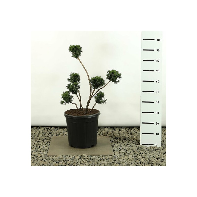 Plantes et arbustes fleuris - taxus media farmen multibol extra - hauteur totale 80-100 cm - pot 20 ltr