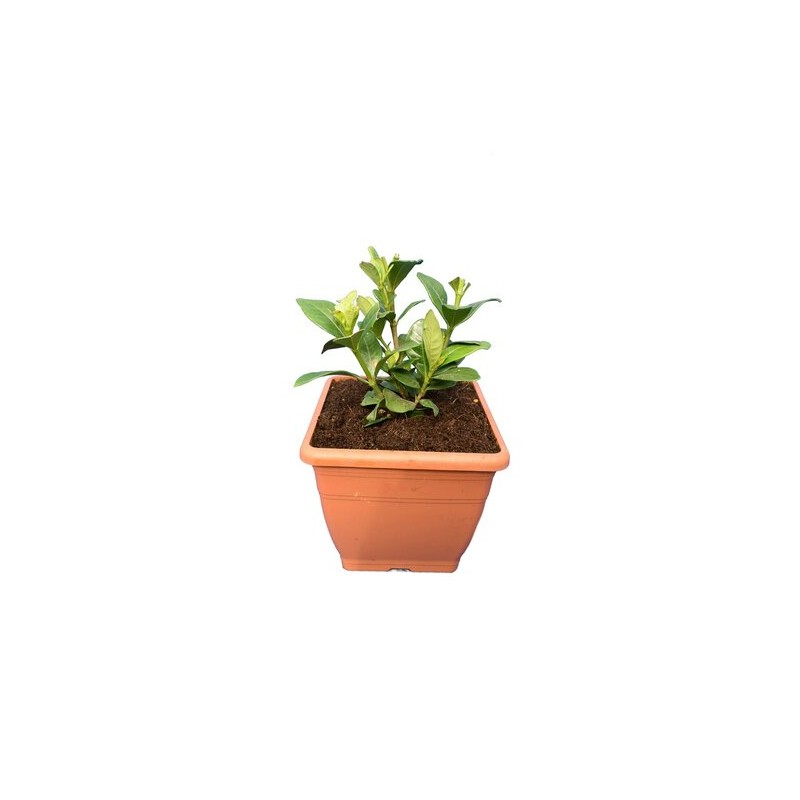Plantes et arbustes à feuillages décoratifs - freylinia lanceolata - pot ø 22 cm