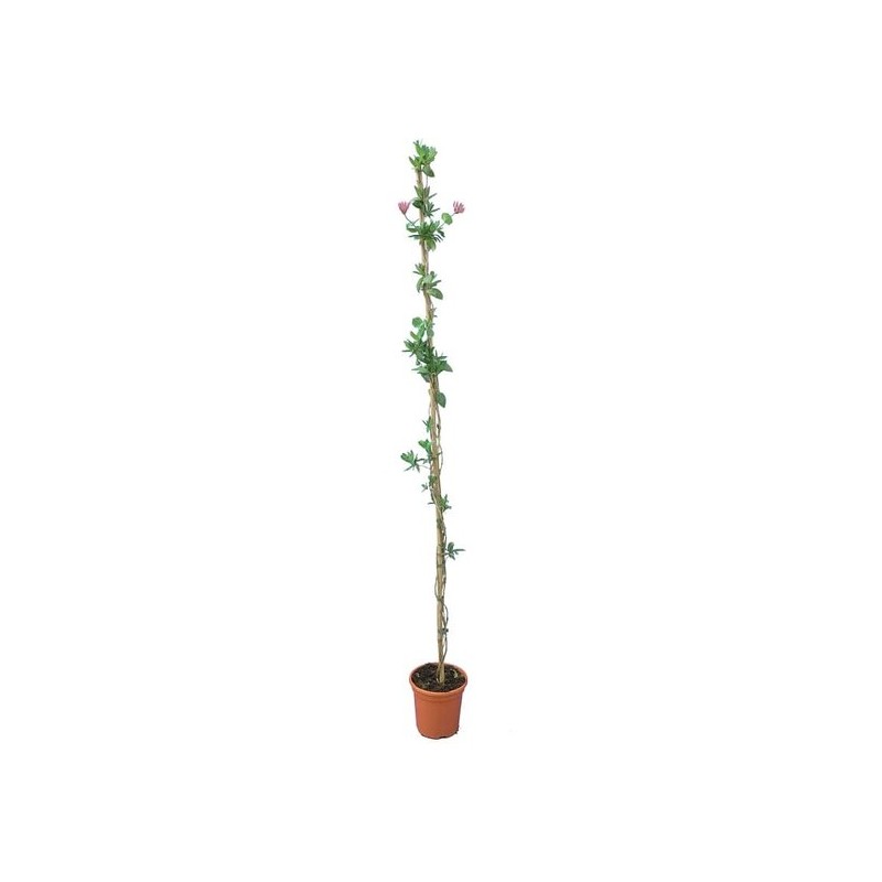 Plantes grimpantes - lonicera heckrottii - hauteur totale 160+ cm - pot ø 20 cm