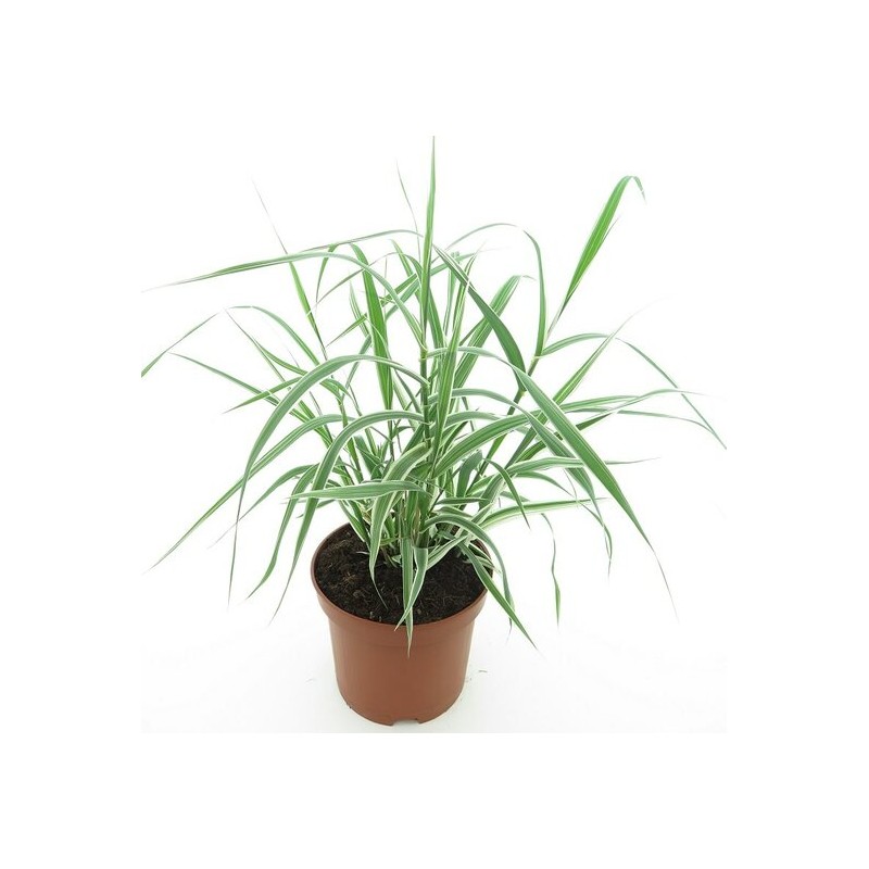 Bambous et graminées - arundo donax variegata compact ely - pot ø 19 cm