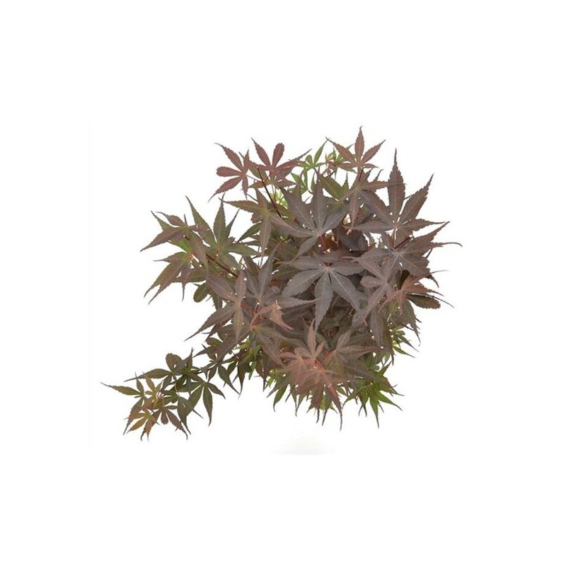 Plantes et arbustes à feuillages décoratifs - acer palmatum skeeters broom - tronc 60-70 cm - hauteur totale120-140 cm - pot 15 ltr