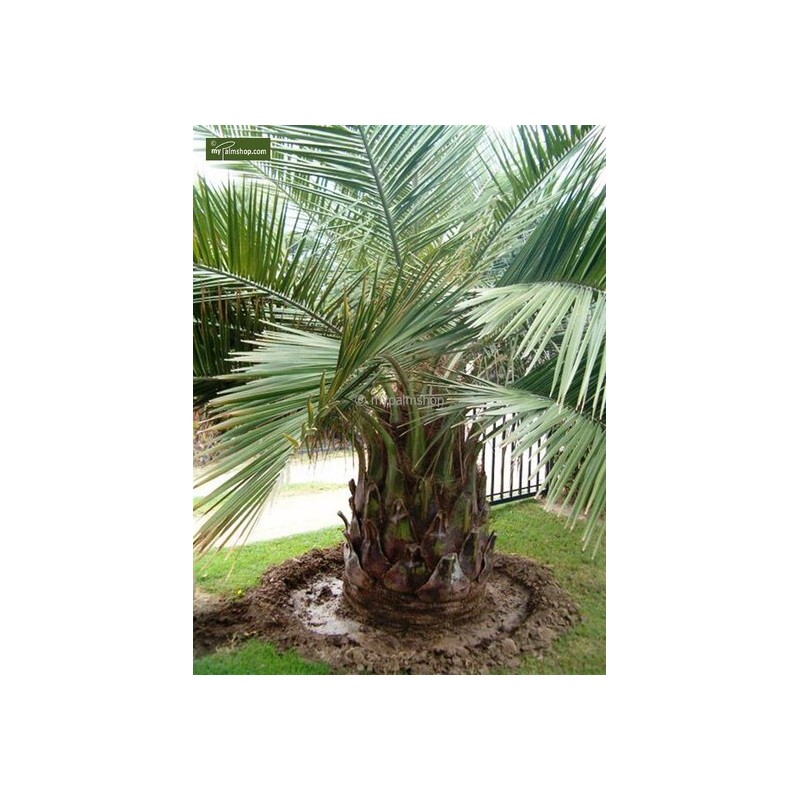 Palmiers rustiques - jubaea chilensis - pot 1,4 ltr