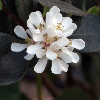 Rhaphiolepis umbellata - pot Ø 18 cm