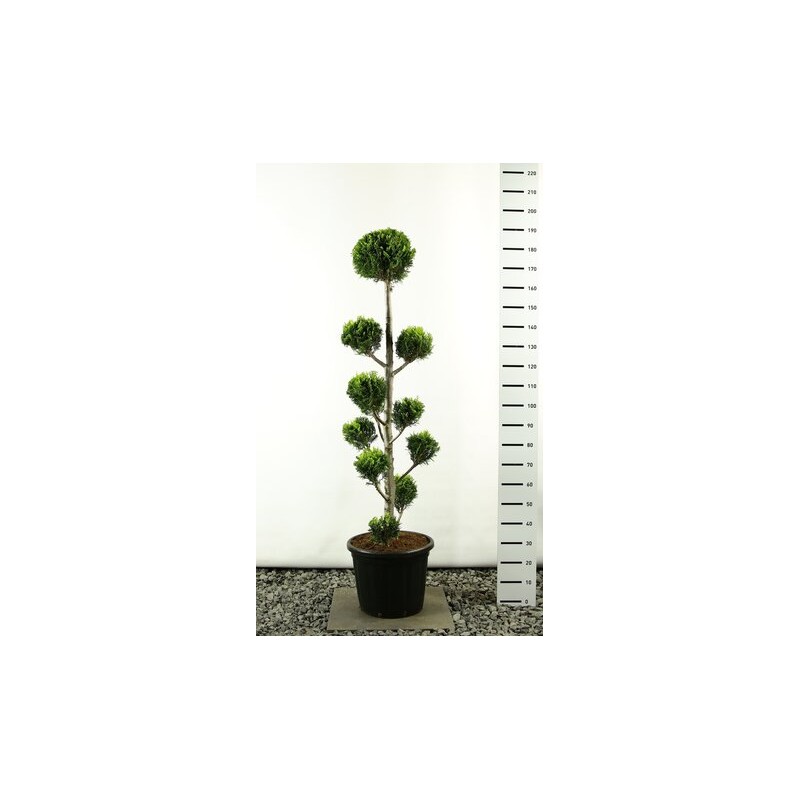 Plantes et arbustes fleuris - chamaecyparis lawsoniana ivonne multibol extra - hauteur totale 150-170 cm