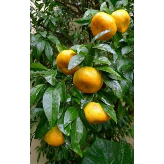 Citrus reticulata - pot Ø 45 cm