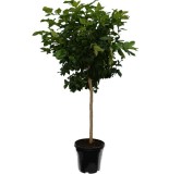 Citrus reticulata - pot Ø 45 cm