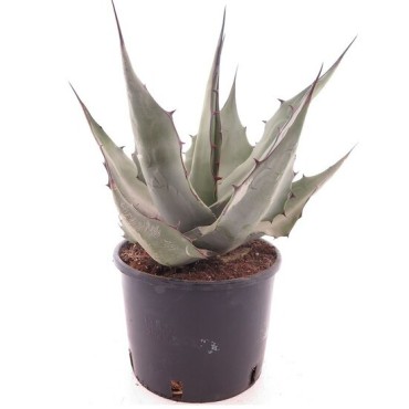 Agave havardiana - pot Ø 22 cm