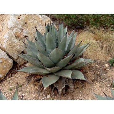 Agave havardiana - pot Ø 22 cm
