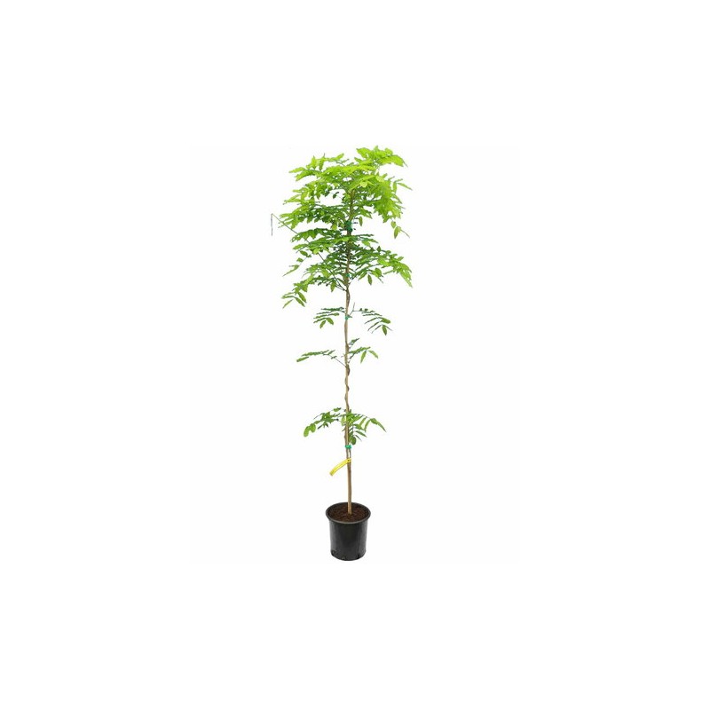 Plantes grimpantes - wisteria floribunda violacea plena - hauteur totale 80+ cm - pot ø 22 cm