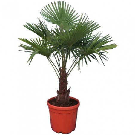 Trachycarpus fortunei - tronc 30-40 cm - hauteur totale 120-140 cm