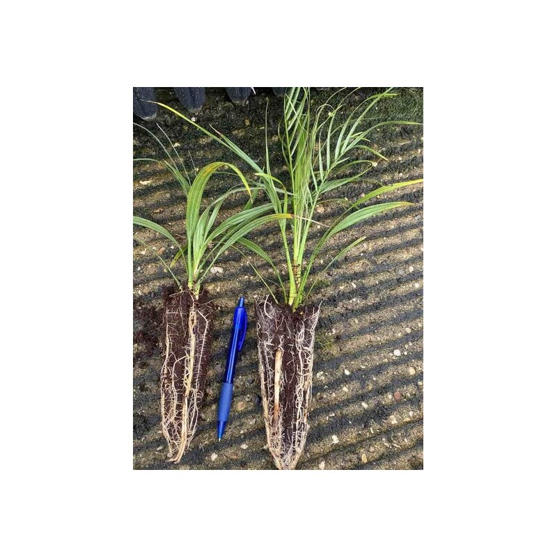 Phoenix roebelenii - 2-3 years