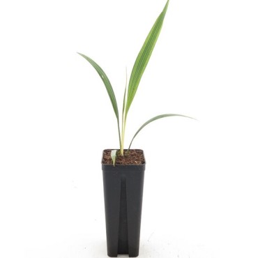 Phoenix roebelenii - 2-3 years