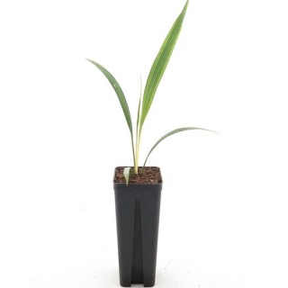 Phoenix roebelenii - 2-3 years