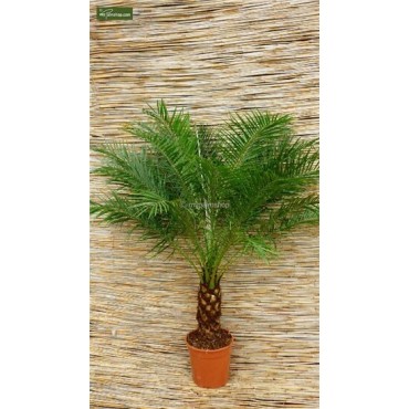 Phoenix roebelenii - 2-3 years