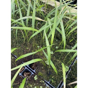 Roystonea regia - not fully rooted - on offer