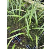 Roystonea regia - not fully rooted - on offer