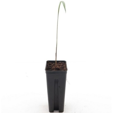 Roystonea regia - not fully rooted - on offer